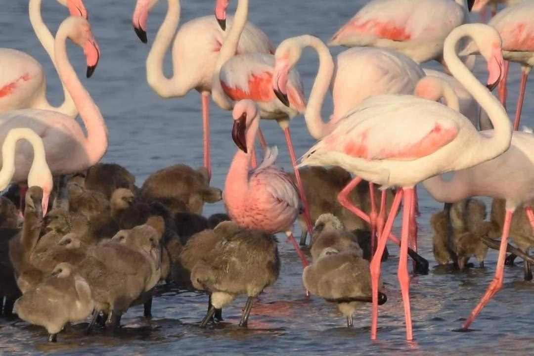 Coru E Bentu Villa Quartu Sant'Elena Bagian luar foto